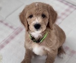Small Goldendoodle