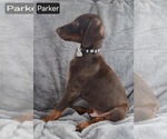Small #1 Doberman Pinscher
