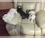 Small Photo #6 Maltese Puppy For Sale in BRKN ARW, OK, USA