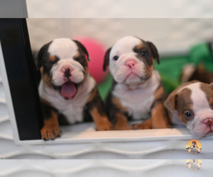 Bulldog Puppy for Sale in LOUISVILLE, Kentucky USA