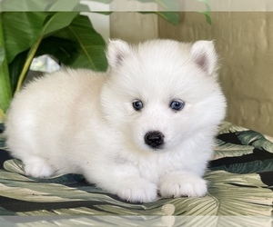 Pomsky-Siberian Husky Mix Puppy for sale in WINDERMERE, FL, USA
