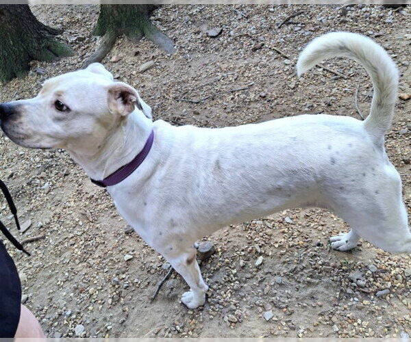 Medium Photo #4 Boxer-Unknown Mix Puppy For Sale in Mountain View, AR, USA