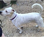 Small #3 Boxer Mix