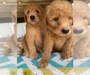 Goldendoodle Puppy for sale in SILOAM SPRINGS, AR, USA