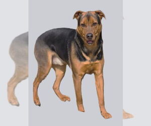 Mutt Dogs for adoption in Crandall, GA, USA