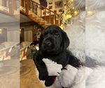 Small #16 Labrador Retriever