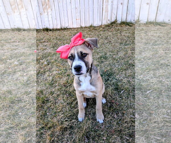 Medium Photo #3 Mutt Puppy For Sale in Sandy, UT, USA