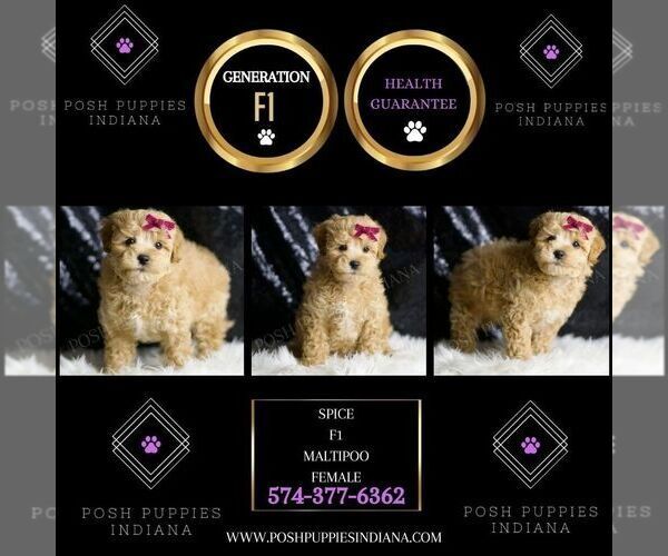Medium Photo #5 Maltipoo Puppy For Sale in WARSAW, IN, USA