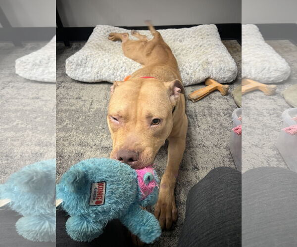 Medium Photo #3 Mutt Puppy For Sale in Attica, NY, USA