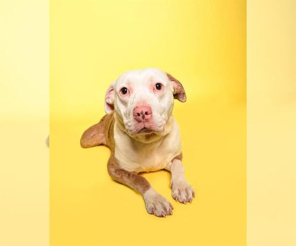 Medium Photo #2 American Staffordshire Terrier Puppy For Sale in Fort Lauderdale, FL, USA