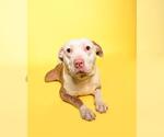 Small #1 American Staffordshire Terrier