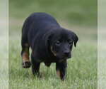 Small #3 Borador