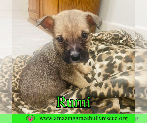 Medium Photo #2 Boxer-Unknown Mix Puppy For Sale in Pensacola, FL, USA