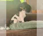 Small Photo #1 Maltipoo (Miniature) Puppy For Sale in VENETA, OR, USA