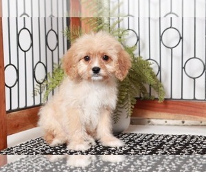 Cavapoo Puppy for sale in NAPLES, FL, USA