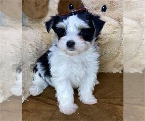 Biewer Terrier Puppy for sale in ORLANDO, FL, USA