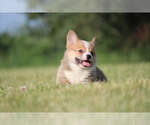 Small Photo #8 Pembroke Welsh Corgi Puppy For Sale in FORT MADISON, IA, USA