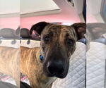 Small #8 Mountain Cur Mix