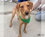 Small #3 Labrador Retriever-Retriever  Mix