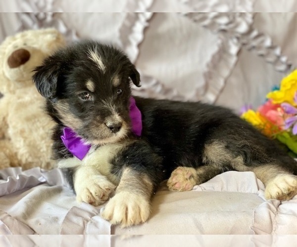 Medium Photo #2 Poodle (Standard)-Siberian Husky Mix Puppy For Sale in LANCASTER, PA, USA