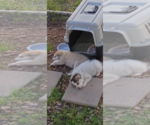 Small Photo #3 Siberian Husky Puppy For Sale in Cedar Crest, NM, USA