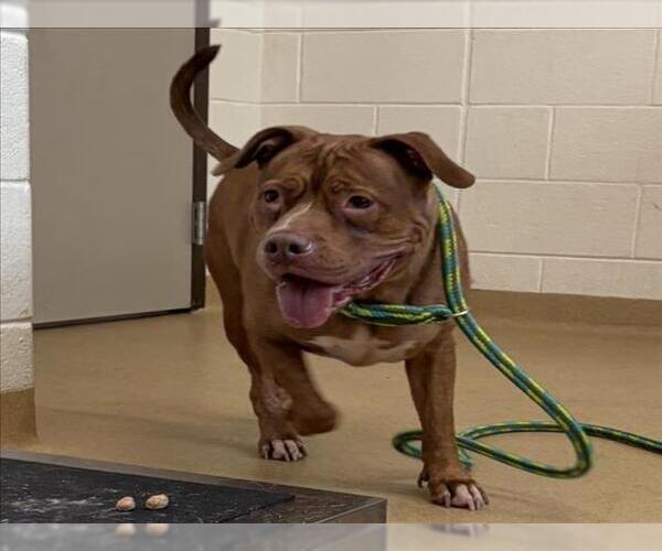 Medium Photo #1 American Pit Bull Terrier Puppy For Sale in Derwood, MD, USA