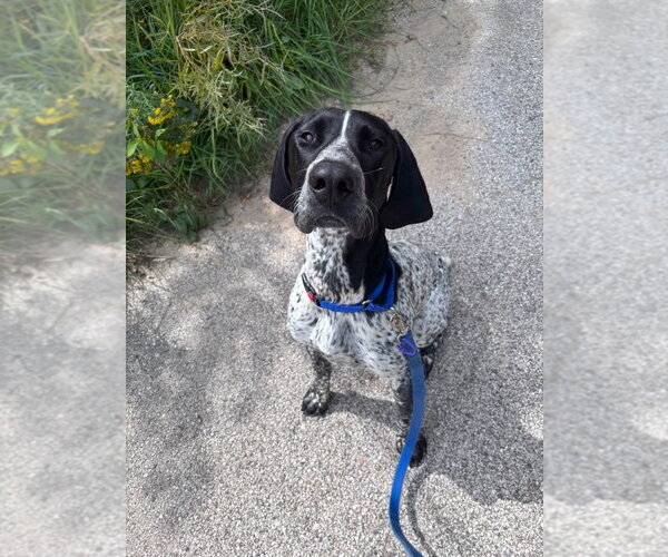 Medium Photo #1 German Shorthaired Pointer Puppy For Sale in Muskegon, MI, USA