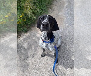 German Shorthaired Pointer Dogs for adoption in Muskegon, MI, USA