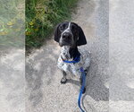 Small German Shorthaired Pointer