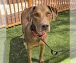 Small #1 Doberman Pinscher Mix