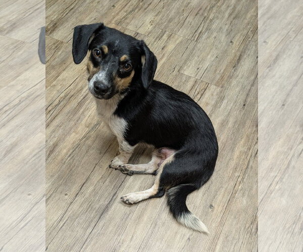 Medium Photo #1 Doxle Puppy For Sale in Des Moines, IA, USA