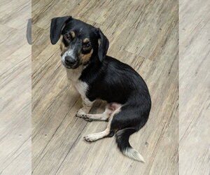 Doxle Dogs for adoption in Des Moines, IA, USA