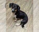 Small Doxle