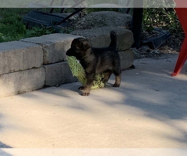 Medium Photo #3 German Shepherd Dog Puppy For Sale in ALTAMONT, IL, USA