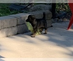 Small Photo #3 German Shepherd Dog Puppy For Sale in ALTAMONT, IL, USA