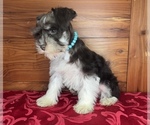 Small #3 Schnauzer (Miniature)