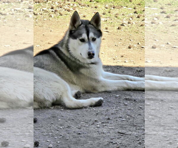 Medium Photo #3 Siberian Husky Puppy For Sale in Severn, MD, USA