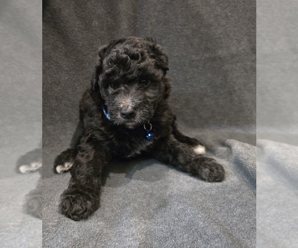Medium Photo #16 Whoodle (Miniature) Puppy For Sale in KATY, TX, USA