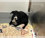 Small Labrador Retriever Mix