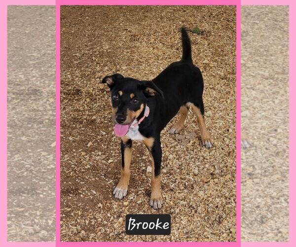 Medium Photo #1 Mutt Puppy For Sale in Granbury, TX, USA