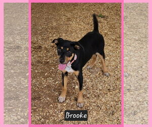 Mutt Dogs for adoption in Granbury, TX, USA