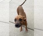 Small Photo #2 Mutt Puppy For Sale in Tulsa, OK, USA