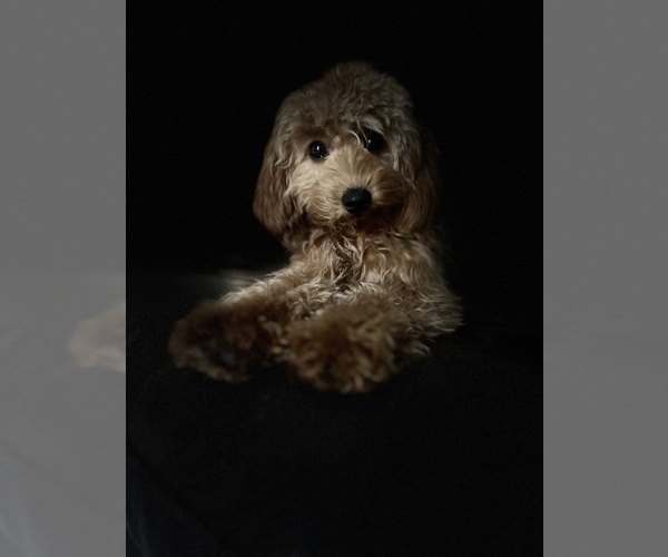 Medium Photo #1 Goldendoodle (Miniature) Puppy For Sale in SPRING, TX, USA