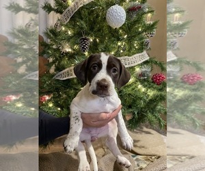 Pointer Puppy for sale in MANCHESTER, IA, USA