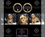 Puppy Damia Cavapoo