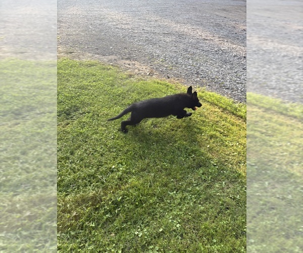Medium Photo #3 German Shepherd Dog Puppy For Sale in PULASKI, PA, USA