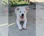 Small Australian Shepherd Mix