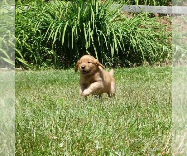 Medium Photo #3 Golden Retriever Puppy For Sale in WOLCOTT, VT, USA