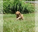Small #2 Golden Retriever