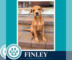Labrador Retriever-Unknown Mix Dogs for adoption in Kimberton, PA, USA